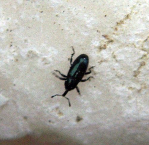 Curculionide da id. - Aulacobaris picicornis